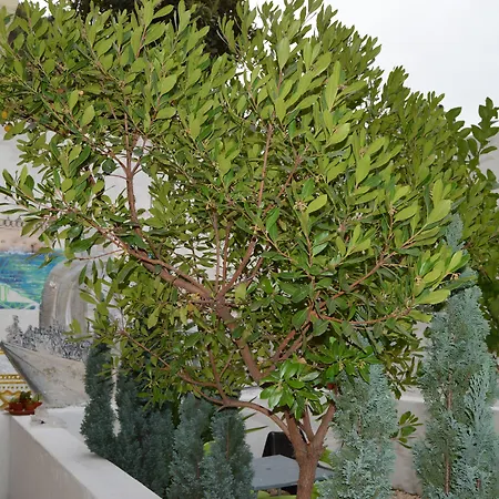 Hostel Terrace