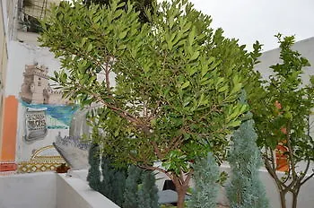 Terrace Lisbon